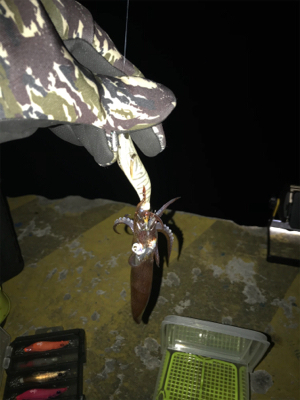 寒くて渋いヒイカ釣り(><)