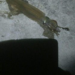 まわりが釣れてない中、なんとか釣果！