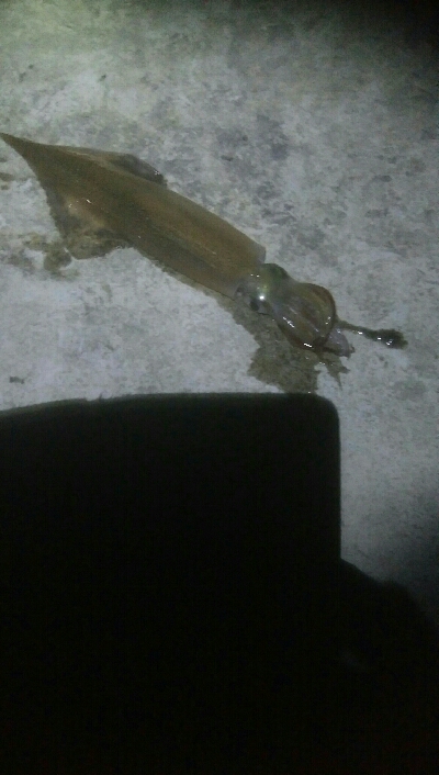 まわりが釣れてない中、なんとか釣果！