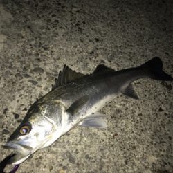 ハマれば釣れます！