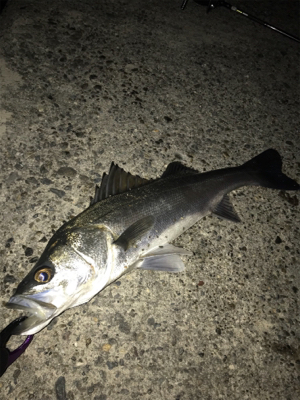 ハマれば釣れます！