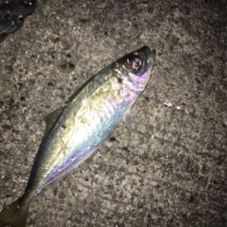 垂水漁港で激シブ&強風アジング!