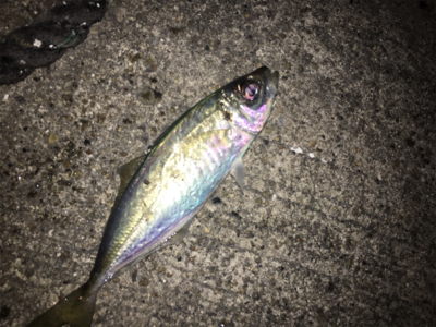 垂水漁港で激シブ&強風アジング！