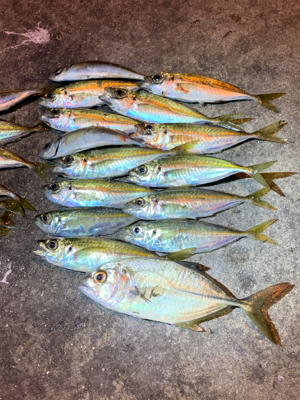 まわりが入れ食い、私はボチボチ。