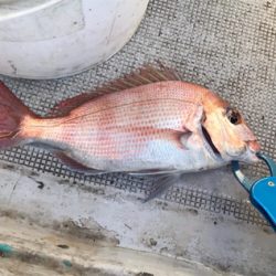 新年初の一つテンヤ釣り
