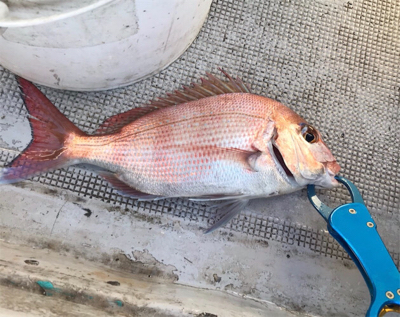 新年初の一つテンヤ釣り
