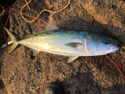 まとまたフカセリベンジ…