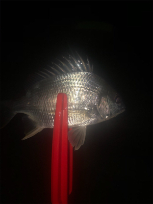 久しぶりのアジング