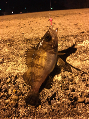 アジング、ショアジギング