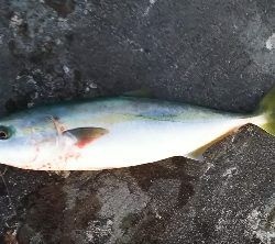 ヒラメ狙いなのに青物が好調