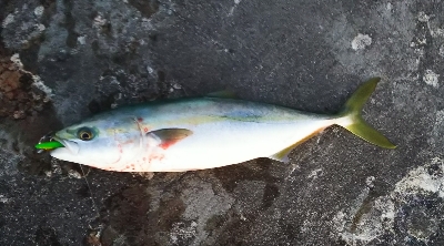 ヒラメ狙いなのに青物が好調