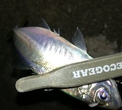 ナイトメバリング