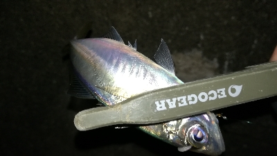 ナイトメバリング