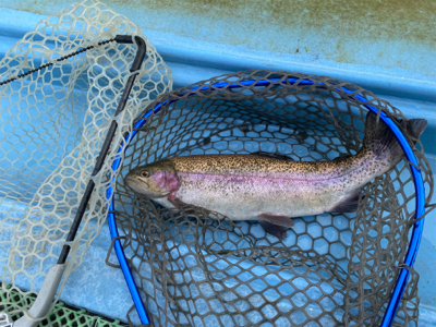 プールフィシング