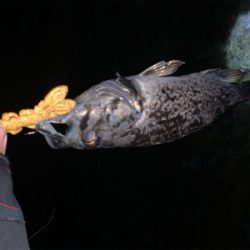 （´-`）.｡oO(冬は汁系ワームだねぇ