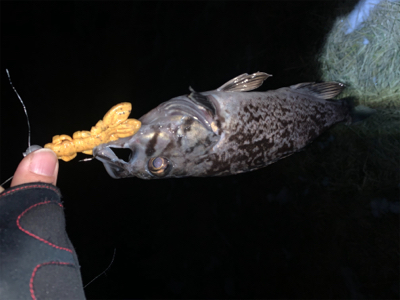 （´-`）.｡oO(冬は汁系ワームだねぇ