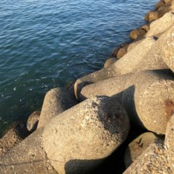 半夜エビ撒き釣り 好調