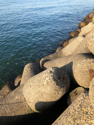 半夜エビ撒き釣り 好調