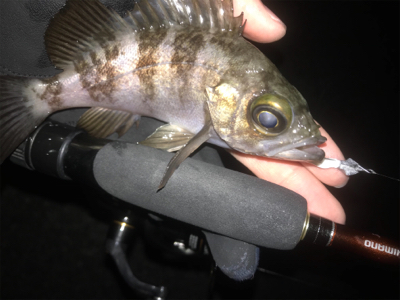 メバルよりガシラ好調