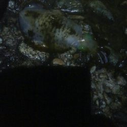 2020年　初障泥！