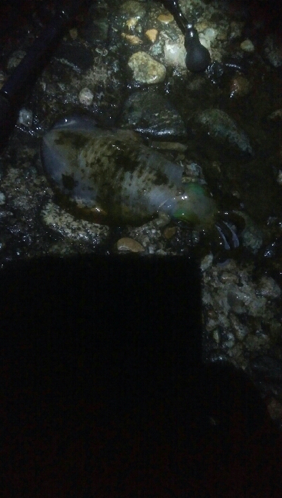 2020年　初障泥！