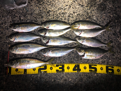 今年初のアジング