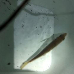 中アジの刺身が食べたくて