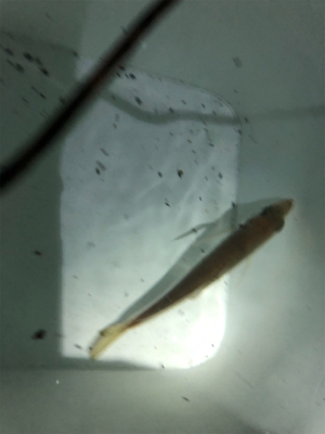 中アジの刺身が食べたくて