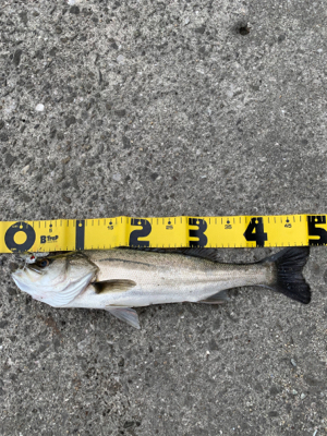 青物はどこへ…