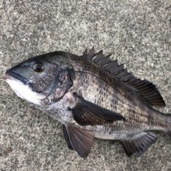 エビ撒きアタリが多い