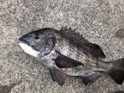 エビ撒きアタリが多い