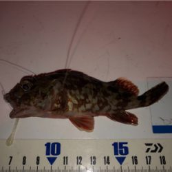 ガシラは釣れるんだけど…^_^