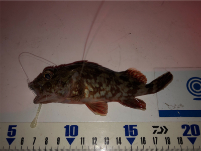 ガシラは釣れるんだけど…^_^