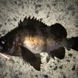 2020ライトゲーム第2戦