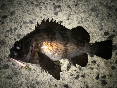 2020ライトゲーム第2戦