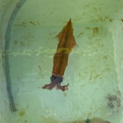 ヤリイカ泳がせ、ヤリイカはまだ早い?!