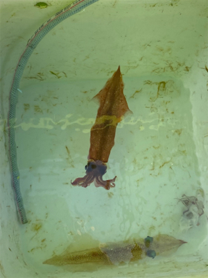 ヤリイカ泳がせ、ヤリイカはまだ早い?!