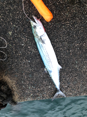 雨の中ライトショアジギング！