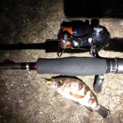 メバルとシーバス