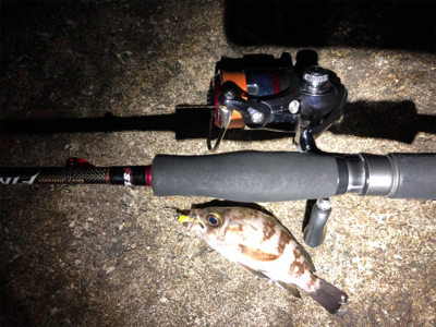 メバルとシーバス