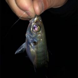 激ムズ垂水漁港でアジング