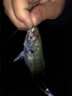 激ムズ垂水漁港でアジング