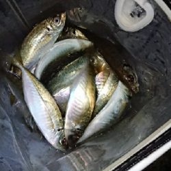 初釣り