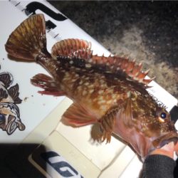 高砂幕府（爆風）アジング成立。