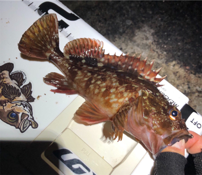 高砂幕府（爆風）アジング成立。