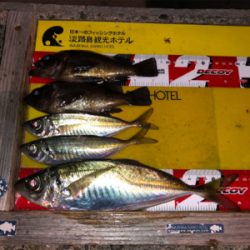 28cmビッグアジ！