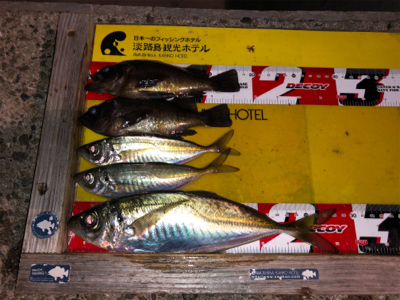 28cmビッグアジ！