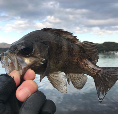 今年初フィッシュは大漁メバル！