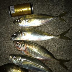 今年の運だめし!