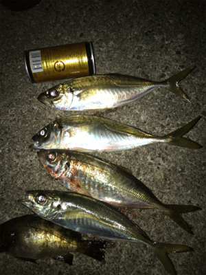 今年の運だめし!